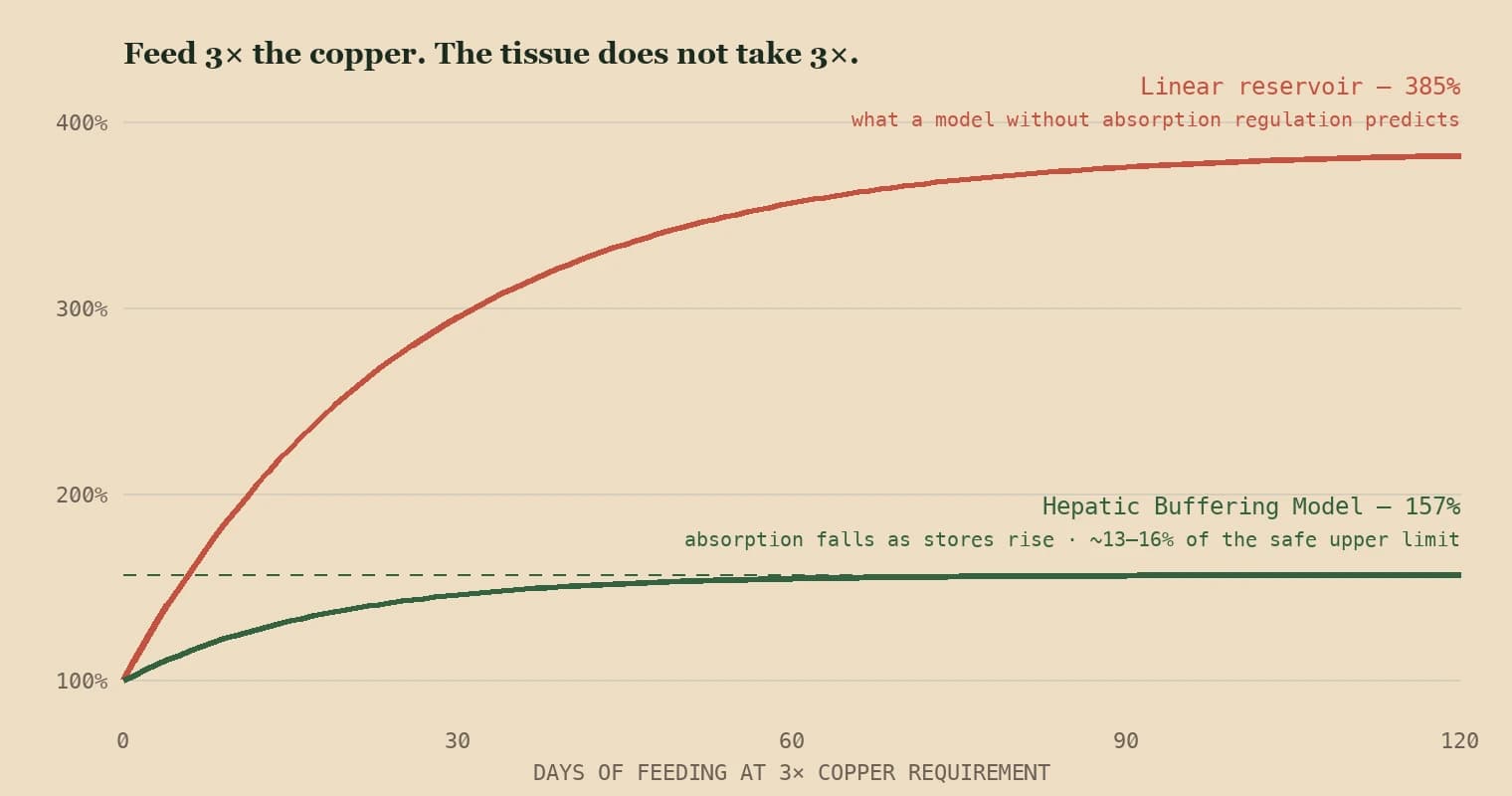 Hepatic Buffering and Micronutrient Absorption, Storage and Clearance in Biologically Appropriate, Residually Corrected (BARC) Diets: A Toxicokinetic Model Chart of tissue copper over 120 days at three times the requirement — a linear reservoir model climbs to about 385% of requirement while the Hepatic Buffering Model plateaus near 157%, because absorption falls as tissue stores rise