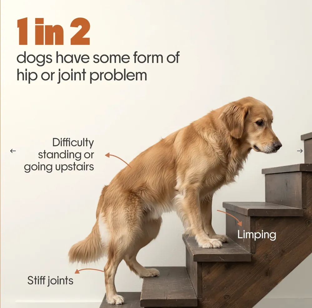 Card from the ho.pe. Hip + Joint product page: the words 1 in 2 dogs have some form of hip or joint problem beside a golden retriever climbing stairs, labelled difficulty standing or going upstairs, stiff joints, limping